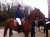 Inter-schools Equestrian Team competing in competition in Clonshire Adare thumbnail