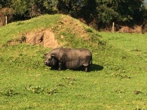 CSPE Trip to Kilfinane Animal Welfare Centre