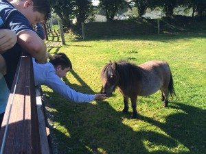 CSPE Trip to Kilfinane Animal Welfare Centre